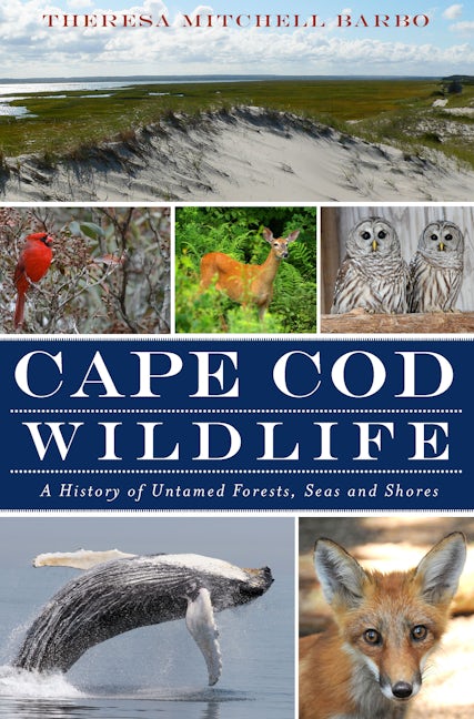 Cape Cod Wildlife